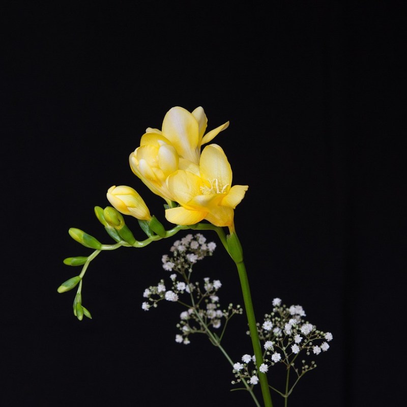 The Constant Gardener by John le&nbsp;Carré